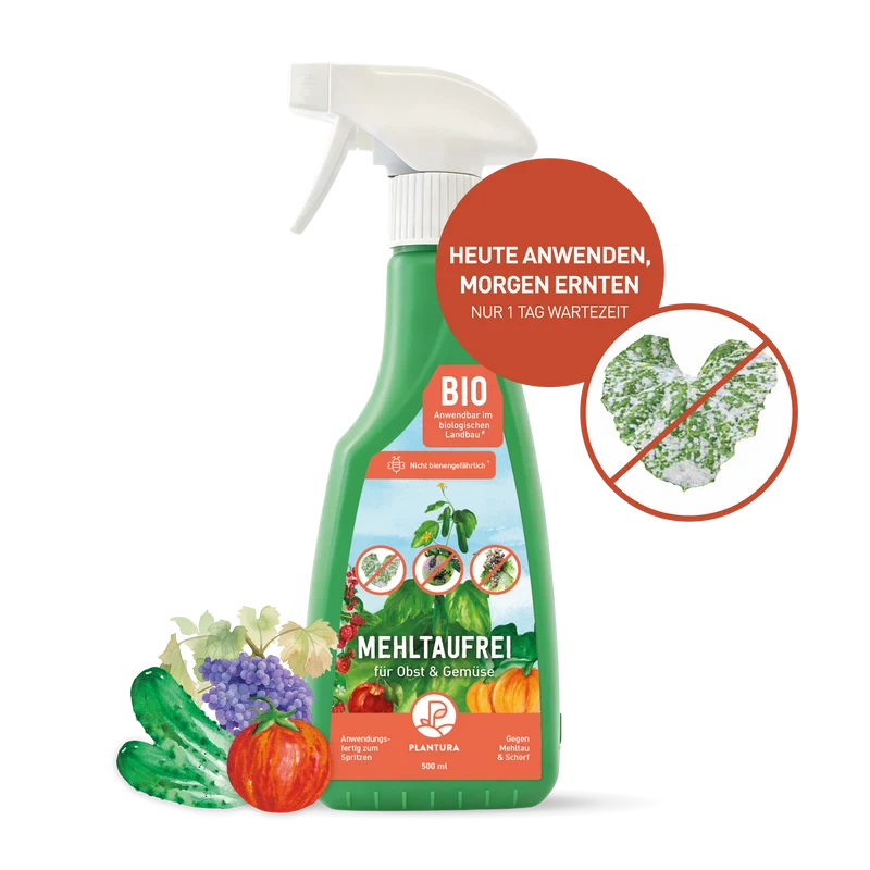 Mehltaufrei für Gurken, Tomaten & Wein - Spritzmittel gegen Echten Mehltau 500 ml