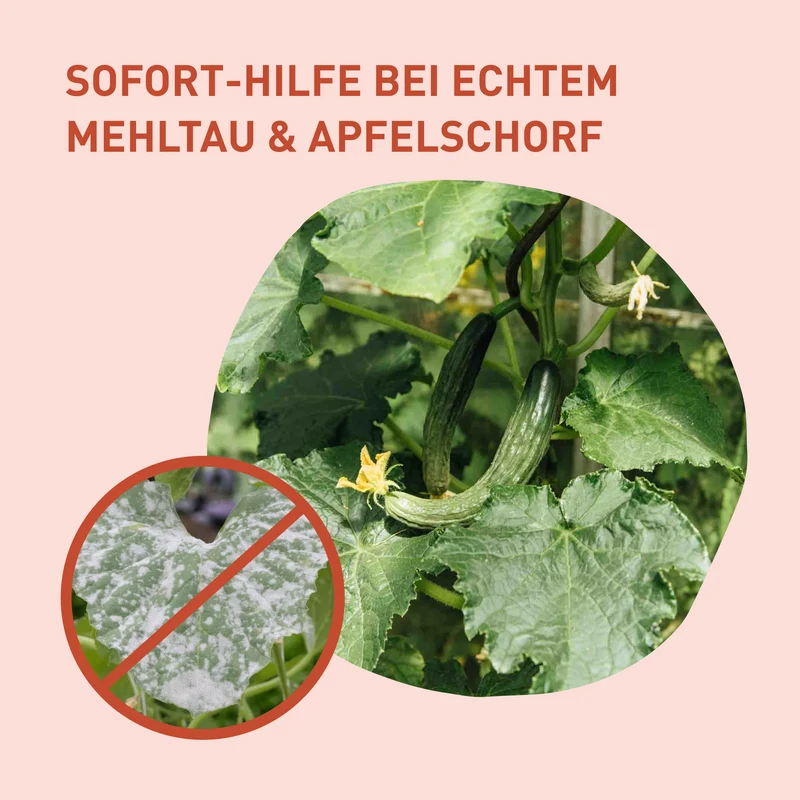 Mehltaufrei für Gurken, Tomaten & Wein - Spritzmittel gegen Echten Mehltau 500 ml