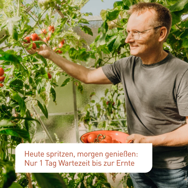 Mehltaufrei für Gurken, Tomaten & Wein - Spritzmittel gegen Echten Mehltau 500 ml