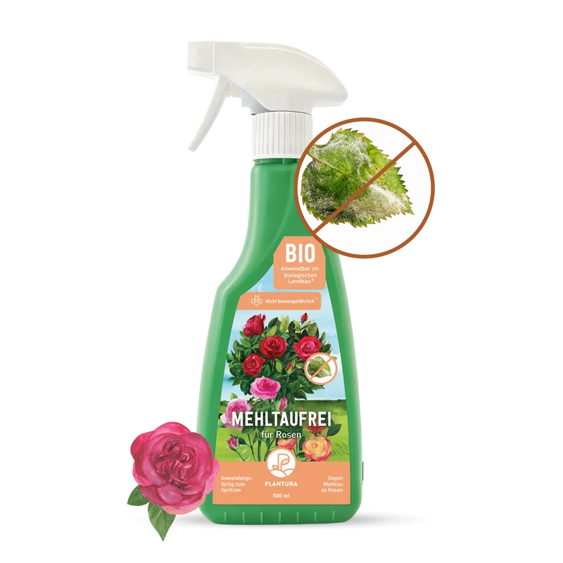 Mehltaufrei für Rosen - Spritzmittel gegen Echten Mehltau 500 ml