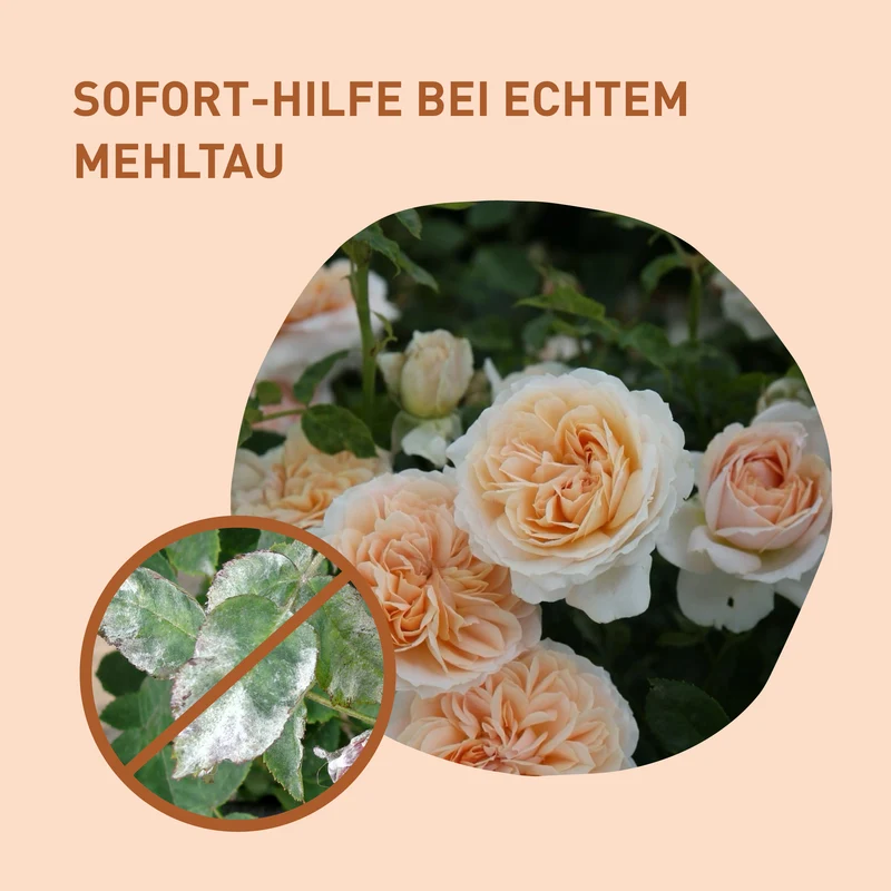 Mehltaufrei für Rosen - Spritzmittel gegen Echten Mehltau 500 ml