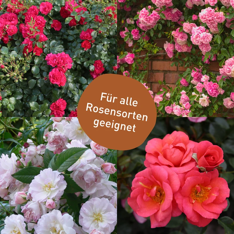 Mehltaufrei für Rosen - Spritzmittel gegen Echten Mehltau 500 ml