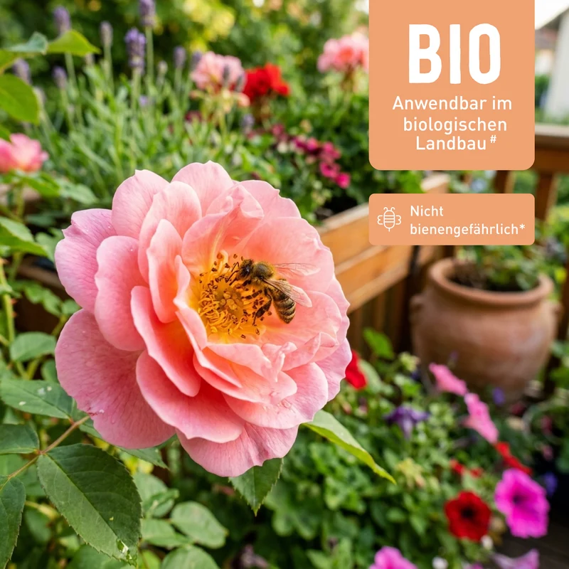 Mehltaufrei für Rosen - Spritzmittel gegen Echten Mehltau 500 ml