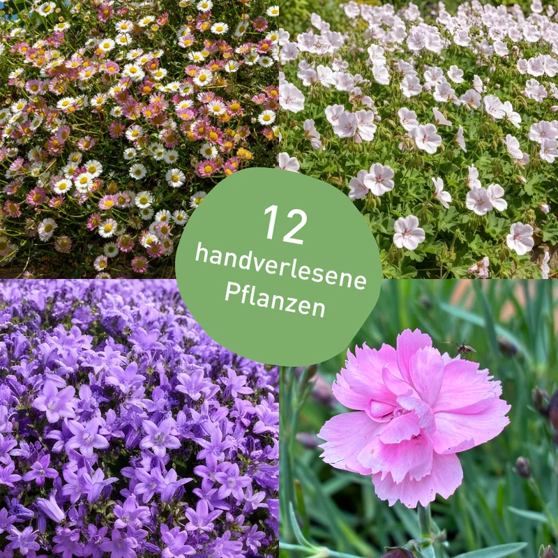Stauden-Set Trockenheitsresistent Sonne (12er Set)