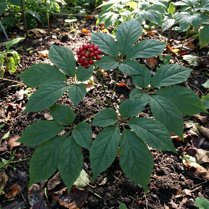 Korean Ginseng Seeds for Planting – Heirloom Perennial Herb for Shade Gardens