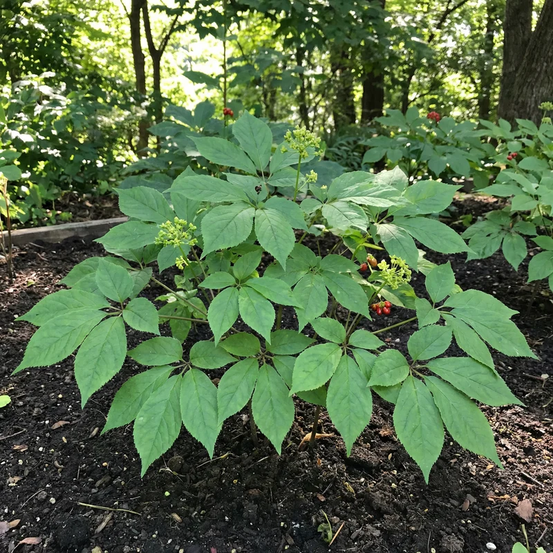 Korean Ginseng Seeds for Planting – Heirloom Perennial Herb for Shade Gardens