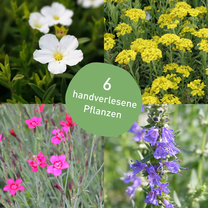 Stauden-Set Dachbegrünung (6er Set)