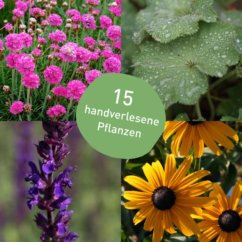 Staudenbeet Pflegeleicht Sonne (15er Set / 3 m²)