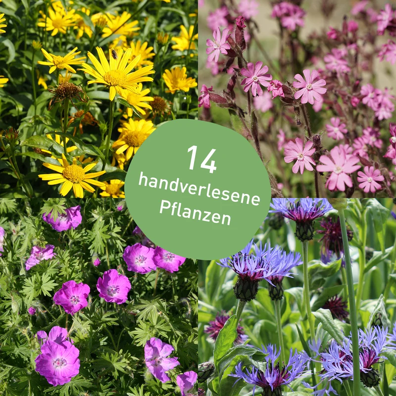 Staudenbeet Heimische Wildstauden Sonne (14er Set / 3 m²)