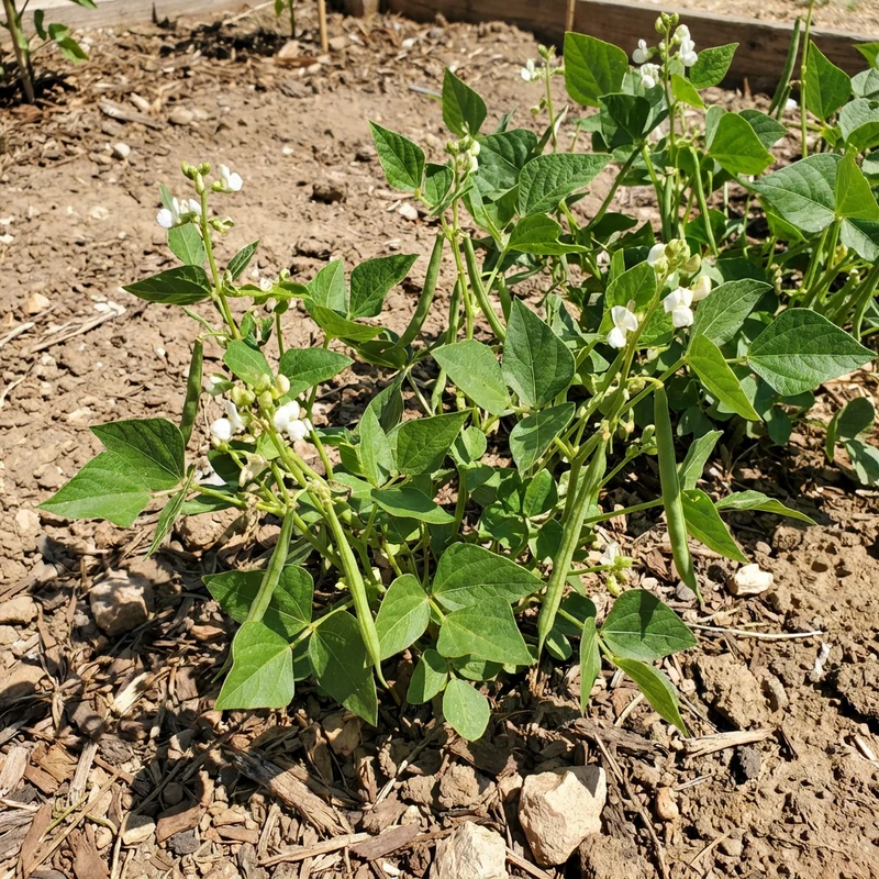 White Tepary Beans (Phaseolus acutifolius) Seeds for Planting – Traditional Heirloom Bean Variety