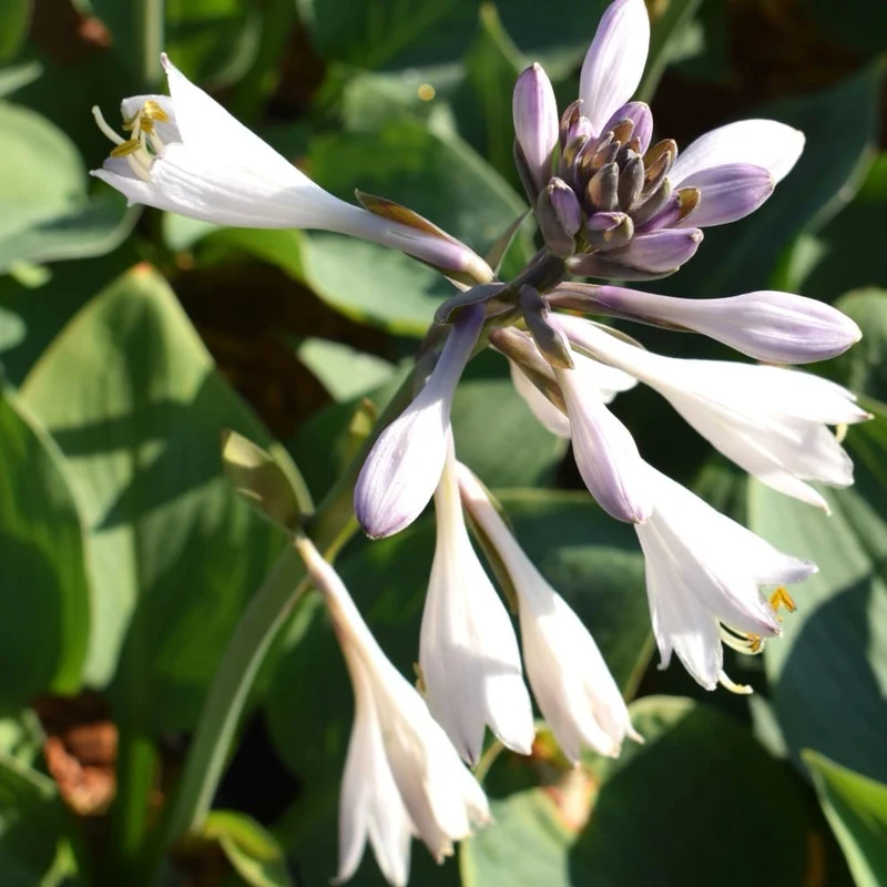XXL-Graublättrige Hyazinthen-Funkie 'Hyacinthina' Blau