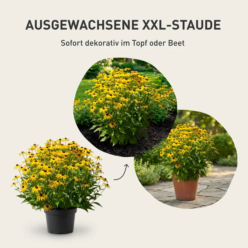 XXL-Schmucklilie Summer Love™ Blau