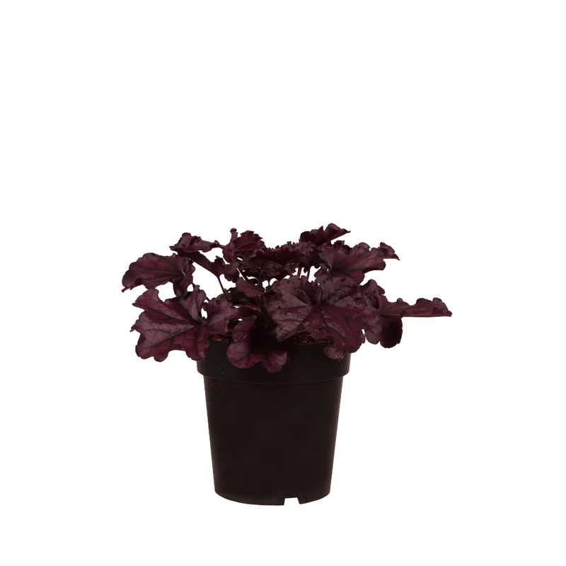 XXL-Purpurglöckchen 'Forever Purple' Rot