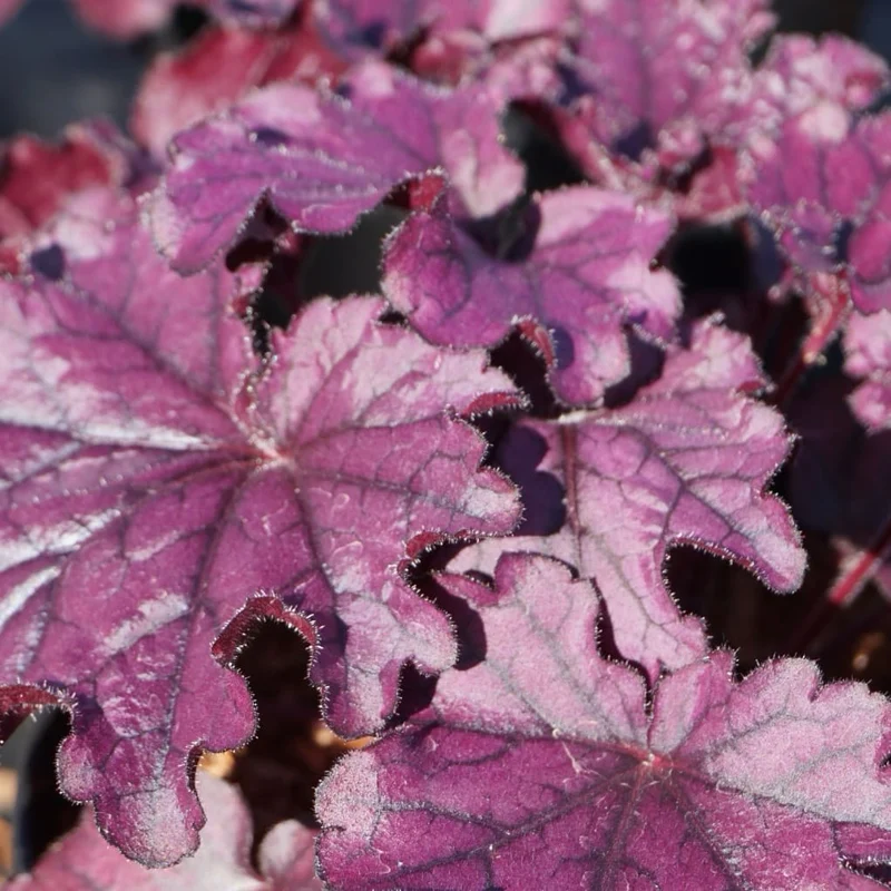 XXL-Purpurglöckchen 'Forever Purple' Rot