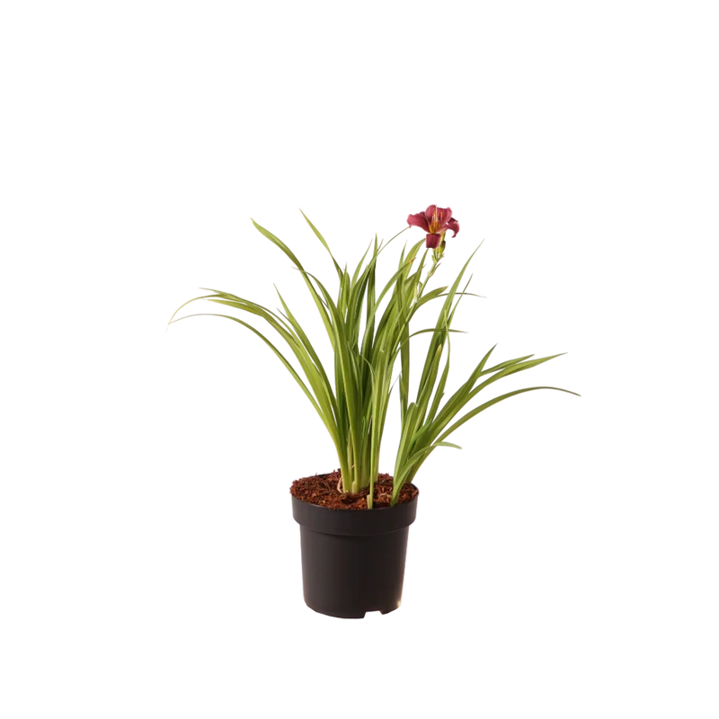 XXL-Taglilie 'Little Missy' Rot