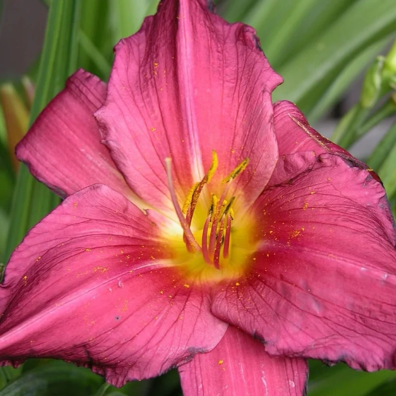 XXL-Taglilie 'Little Missy' Rot