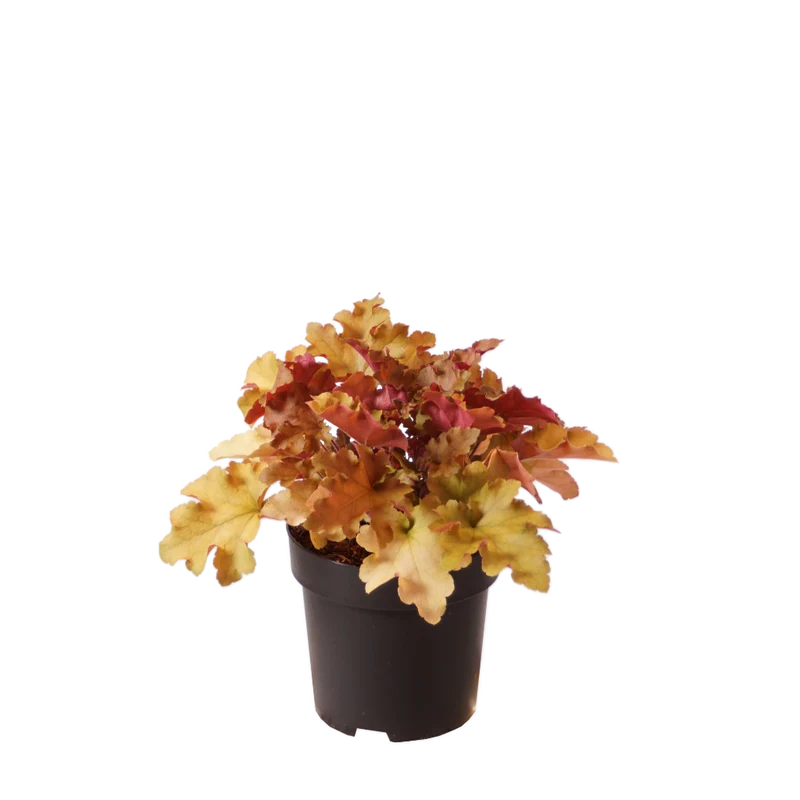 XXL-Silberglöckchen 'Marmalade'® Rosa