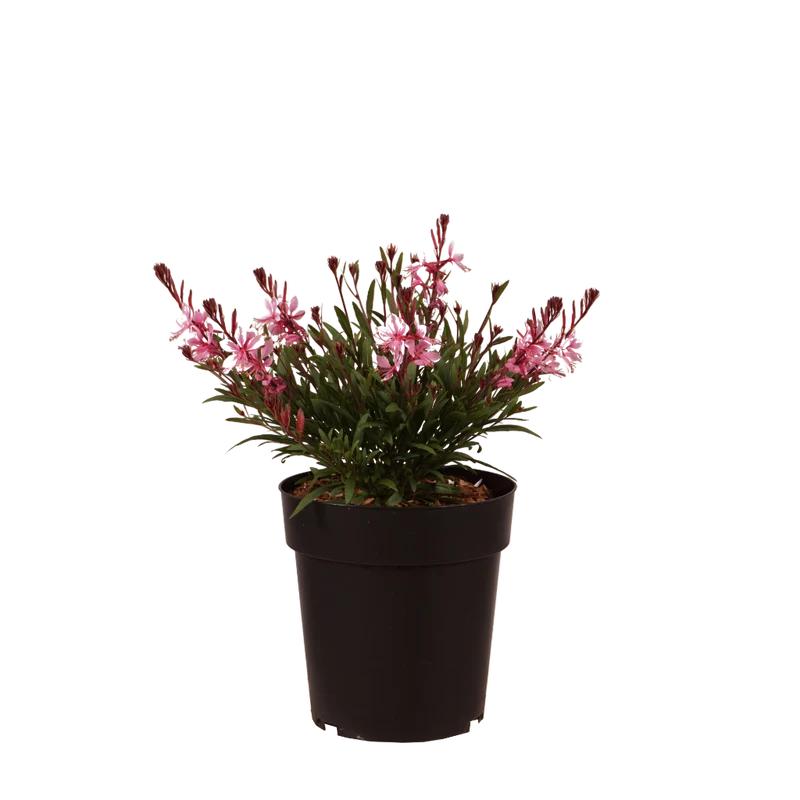 XXL-Prachtkerze 'Light Pink' Rosa