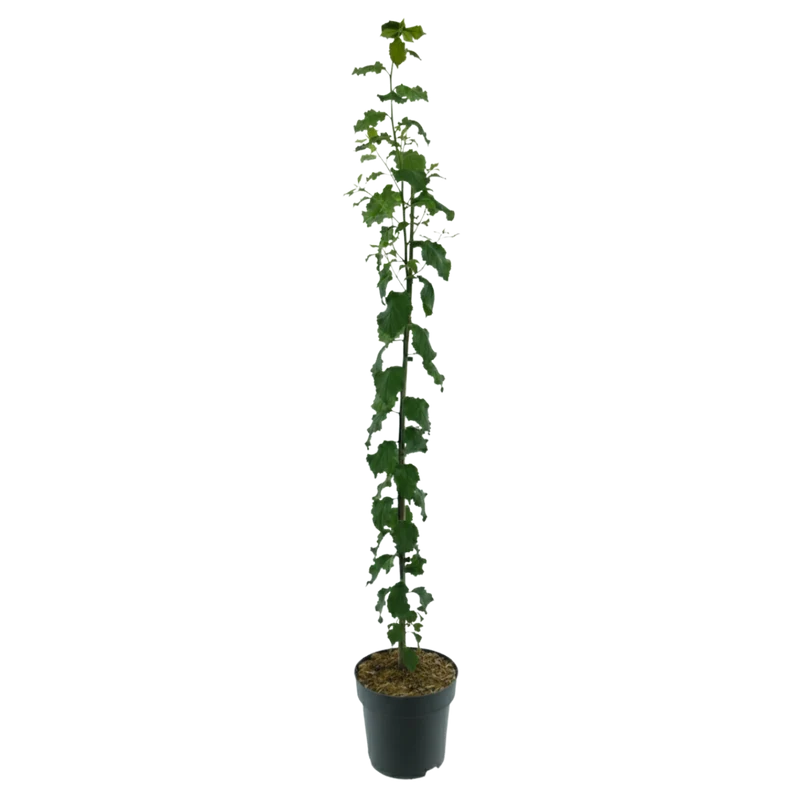 Bio-Säulenpflaume 'Fruca'