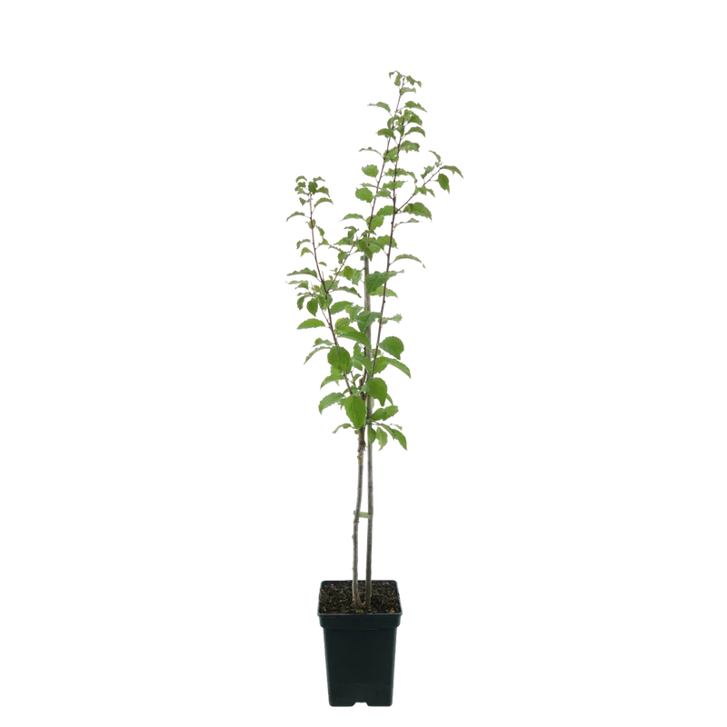Bio-Pflaumenbaum 'Opal'