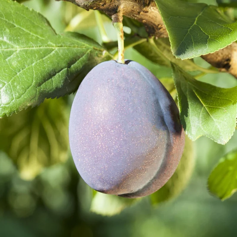 Bio-Pflaumenbaum 'Italienische Zwetsche'