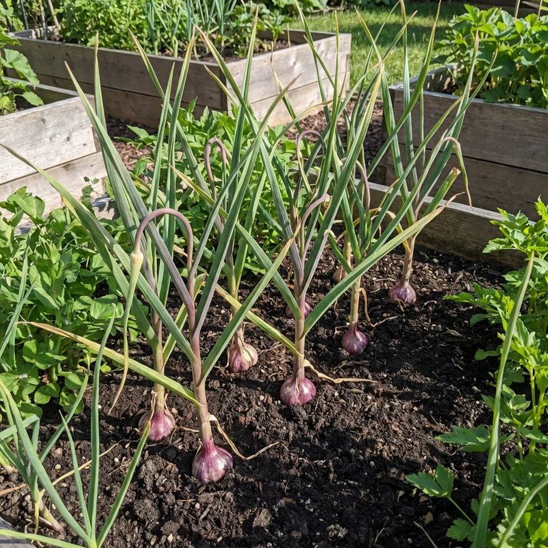 Black Garlic Seeds for Planting – Multi-Colour Heirloom Garlic Variety for Home Gardens