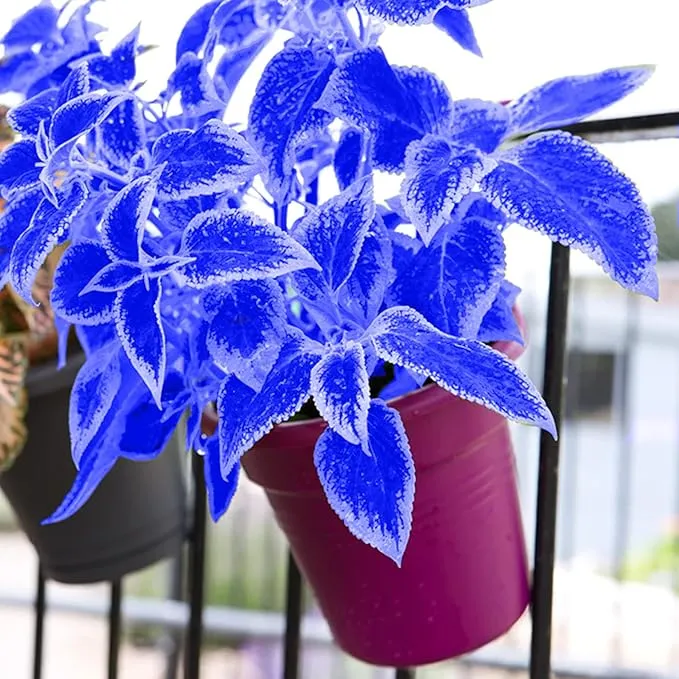 Blue White Coleus Seeds – Vibrant Two-Tone Foliage for Gardens & Containers
