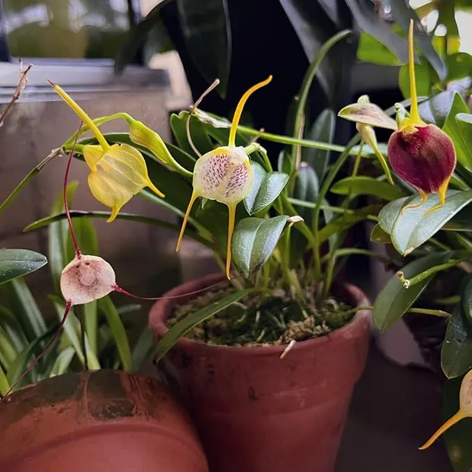 Mixed Monkey Orchid Flower Seeds For Planting