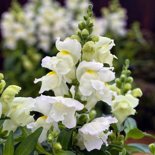 Pure White Snapdragon Flower Seeds, Elegant & Fragrant Blooms
