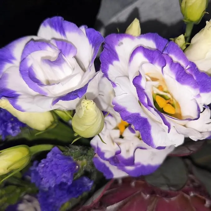 Purple White Lisianthus Seeds – Premium Garden Flower Variety