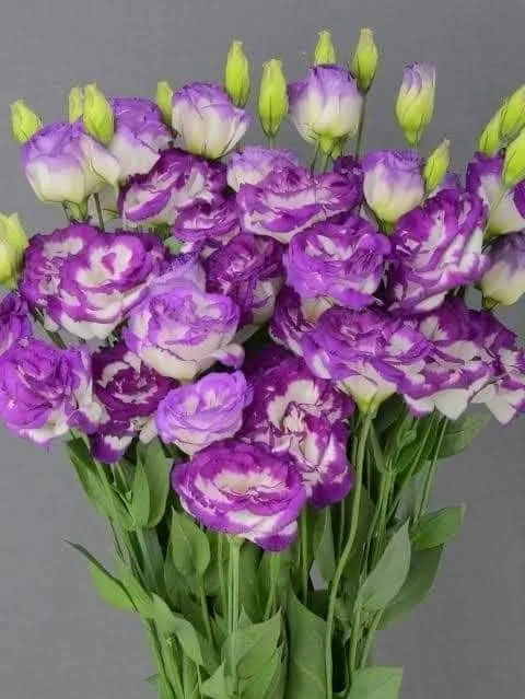 Purple White Lisianthus Seeds – Premium Garden Flower Variety
