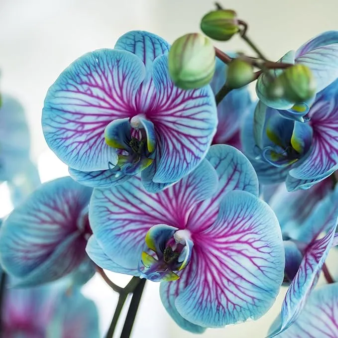 Phalaenopsis Orchid Seeds, Rare Blue And Pink Blooms