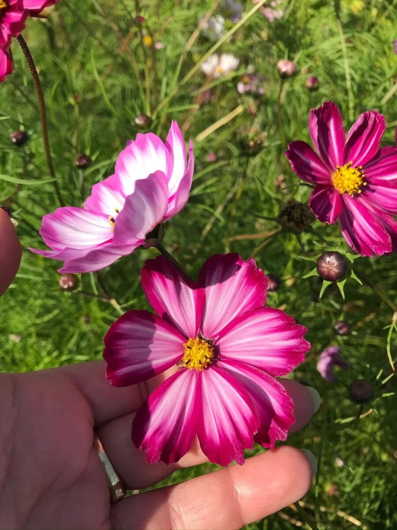 Red & White Cosmos Flower Seeds , Stunning Bicolor Blooms for Gardens