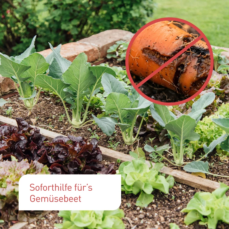 Nematoden-Mix Gemüsebeet - gegen Erdflöhe, Kohlfliegen & Co.