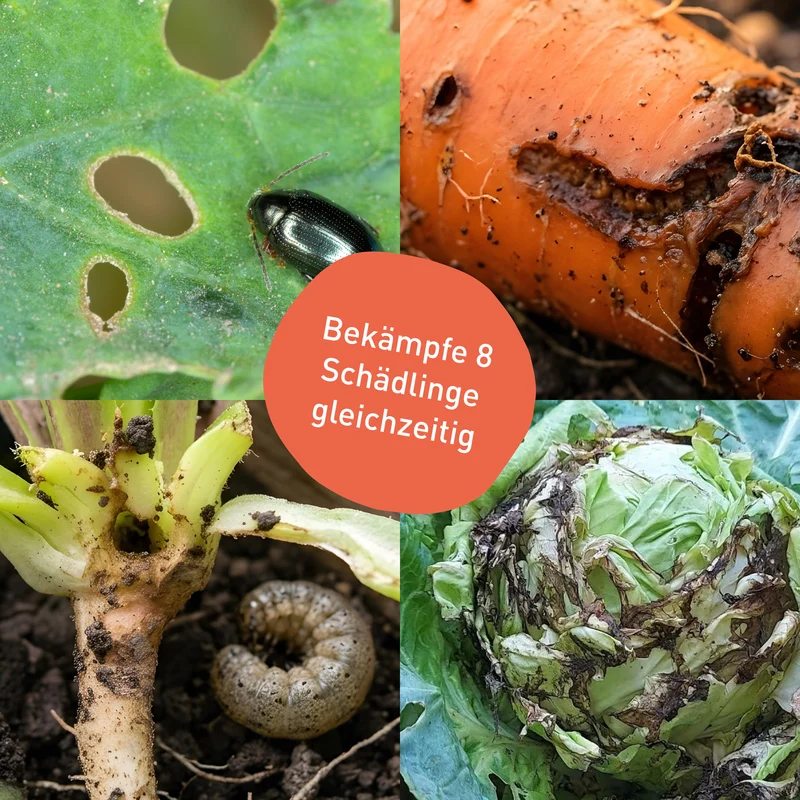 Nematoden-Mix Gemüsebeet - gegen Erdflöhe, Kohlfliegen & Co.
