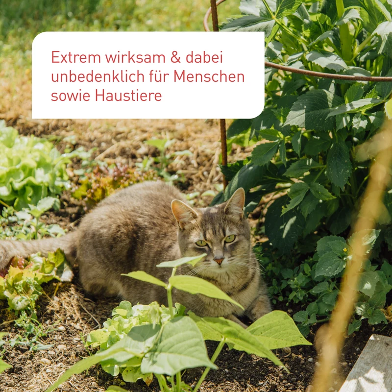 Nematoden-Mix Gemüsebeet - gegen Erdflöhe, Kohlfliegen & Co.