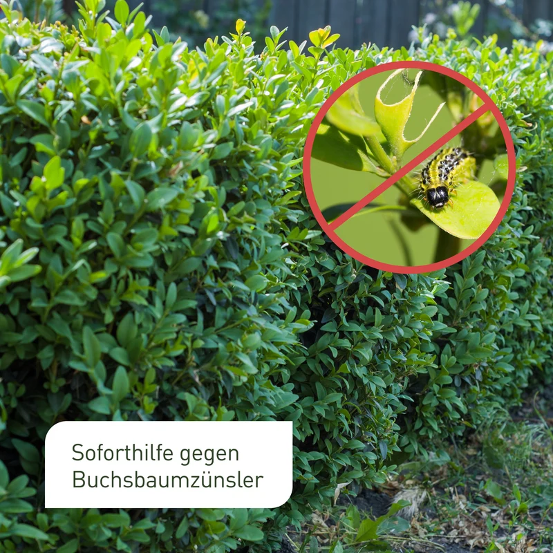 SC-Nematoden gegen Buchsbaumzünsler