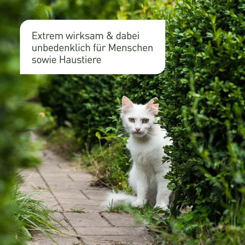 SC-Nematoden gegen Buchsbaumzünsler