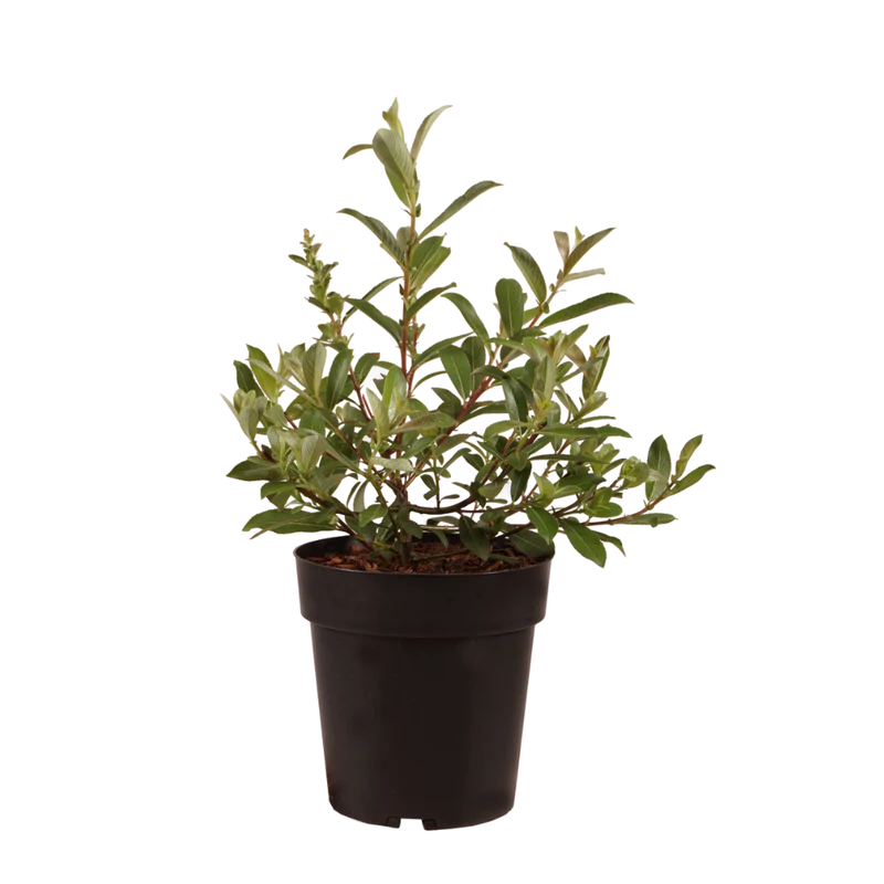 Riesen-Salweide 'Mount Aso' Rosa