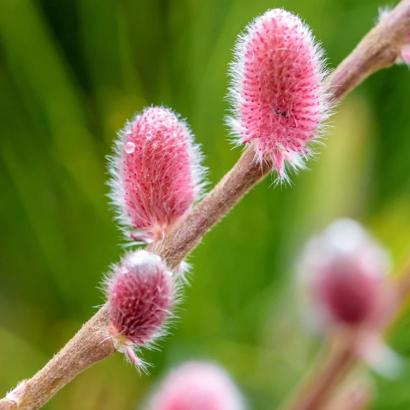 Riesen-Salweide 'Mount Aso' Rosa