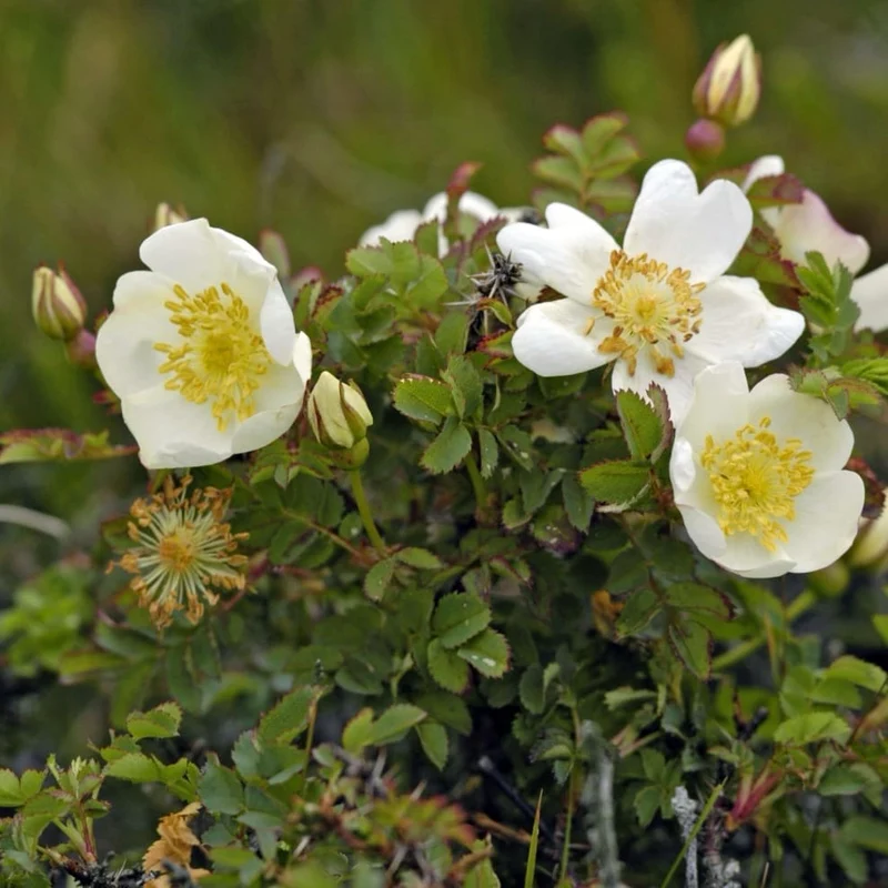 Dünenrose Weiß (Bibernellrose)
