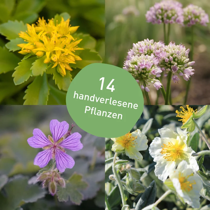 Staudenbeet Trockenheitsresistent Sonne (14er Set / 3 m²)