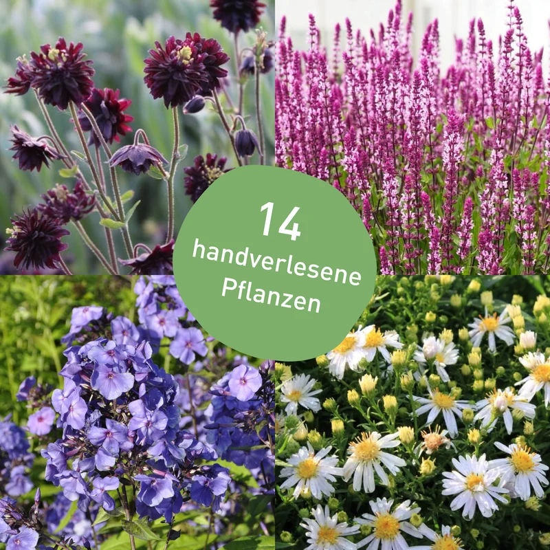 Staudenbeet Farbharmonie Weiß-Violett (14er Set / 3 m²)