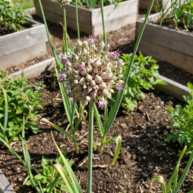 Garlic Seeds for Planting (Allium sativum) – Heirloom Garden Vegetable Seeds