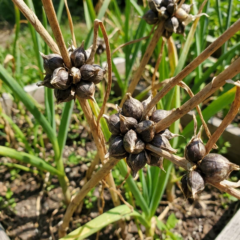 Garlic Plant Seeds for Planting – Fresh, Organic, Heirloom, Non-GMO, High Germination Organic Garden Seeds
