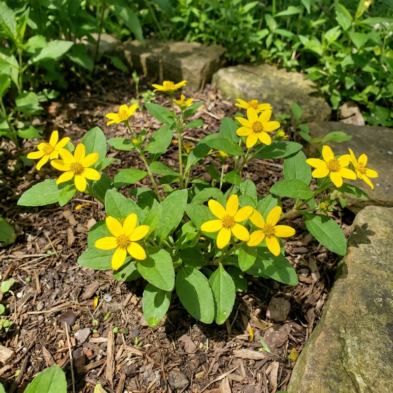 Chrysogonum Virginianum Yellow Flower Seeds – Low Growing Perennial Plant