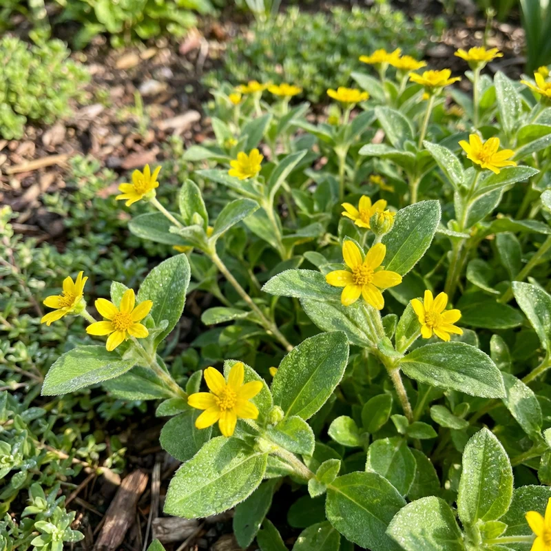 Chrysogonum Virginianum Plant Seeds – Perennial Flowering Ground Cover