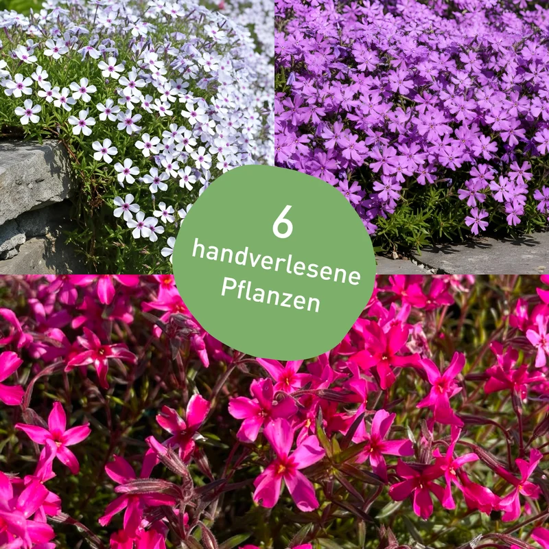 Bodendecker-Set Phlox-Mix (6er Set / 0,75 m²)
