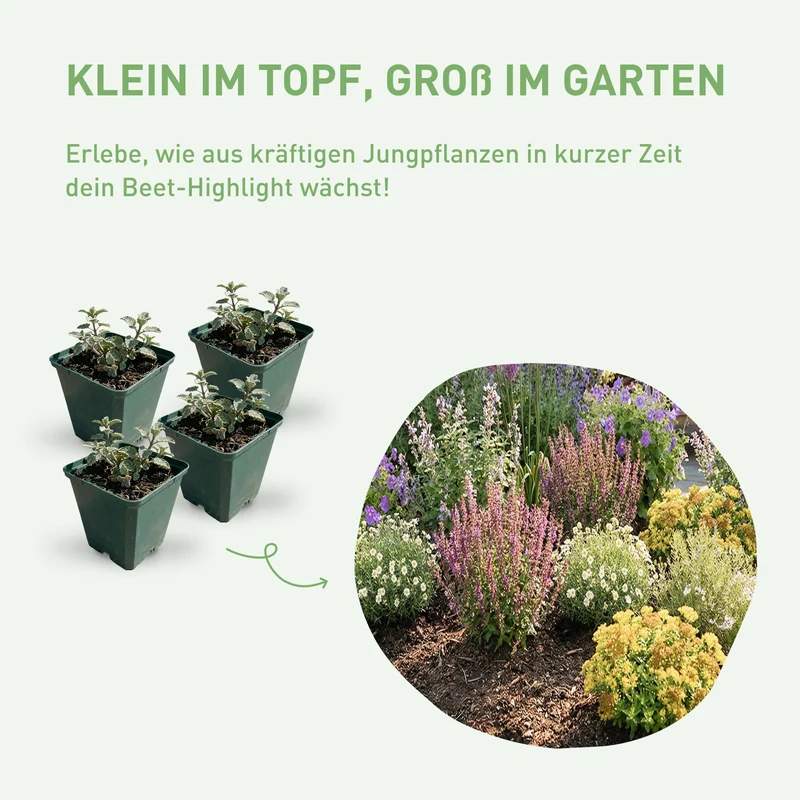 Bodendecker-Set Phlox-Mix (6er Set / 0,75 m²)