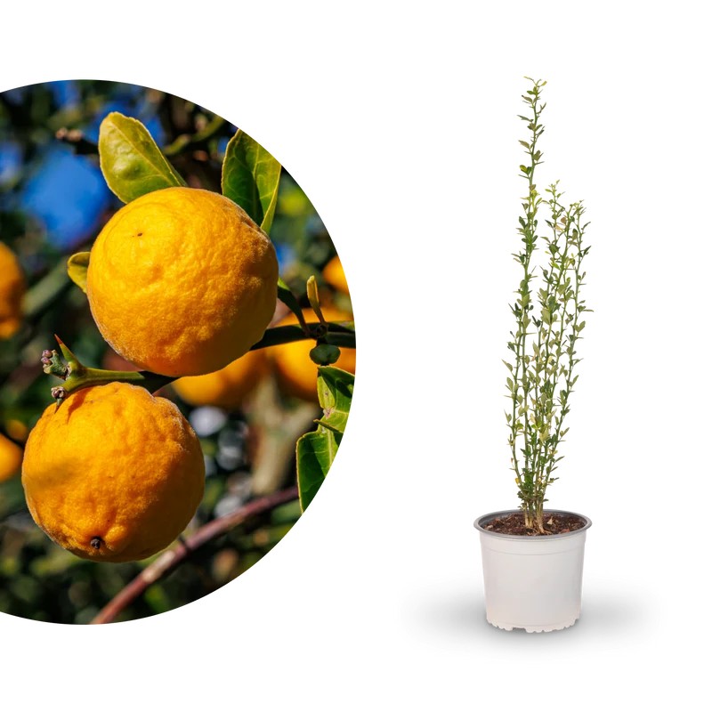Bitterorange 'Passauer Goldpomeranze'
